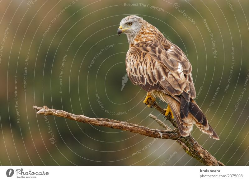 Red Kite Science & Research Nature Animal Forest Wild animal Bird Red kite 1 Free Natural Brown Green Love of animals aves wildlife vertebrate vertebrates