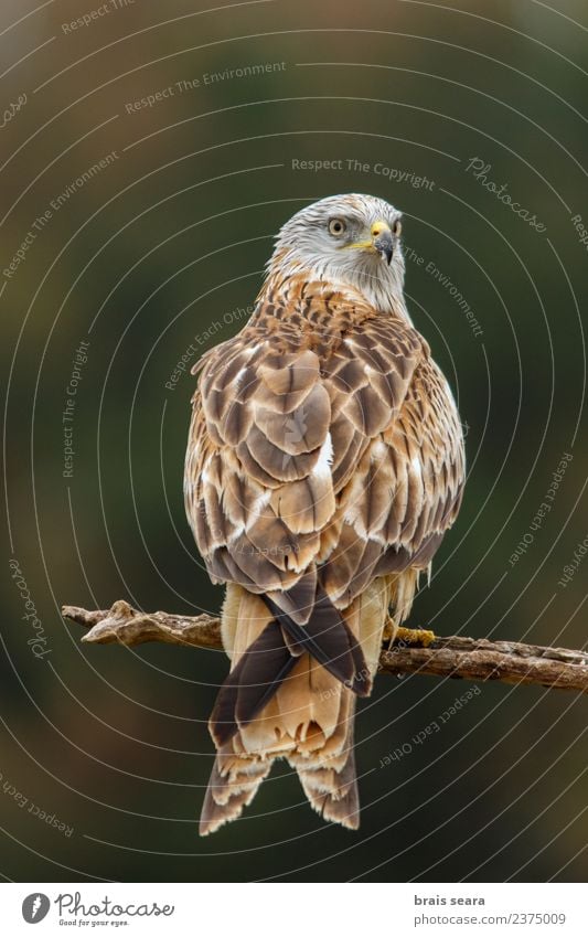 Red Kite Science & Research Environment Nature Animal Forest Wild animal Bird Red kite 1 Free Natural Brown Green animals aves wildlife vertebrate vertebrates