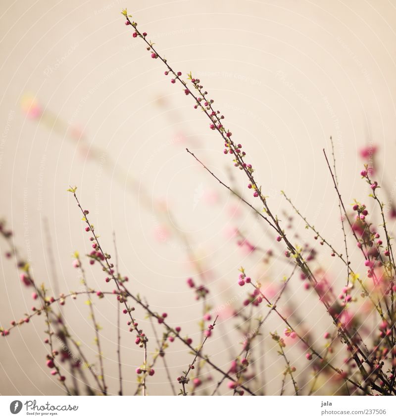 finely branched Nature Plant Spring Bushes Blossom Beautiful Spring fever Colour photo Exterior shot Deserted Copy Space top Neutral Background Day