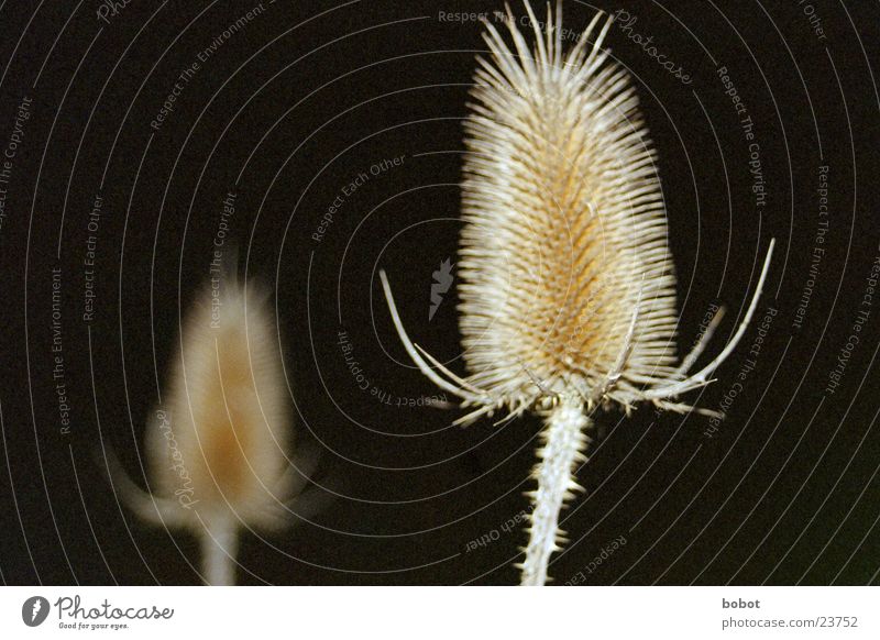 Night plant (2) Dark Plant Pattern Thorny dry crop whoiscocoon