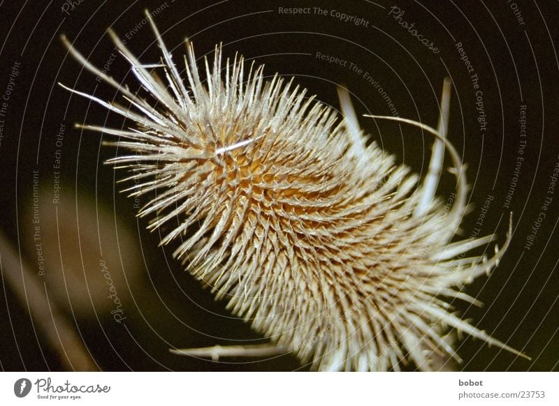 nocturnal plant Dark Plant Pattern Night Thorny dry crop whoiscocoon