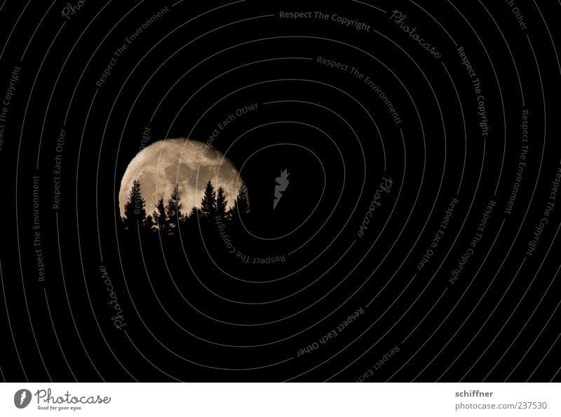 Auuuuuuuuuuu Landscape Night sky Moon Full  moon Tree Forest Hill Black Moonlight Moonrise Fir tree Twilight Werewolf Fear Dread Night mood Exterior shot