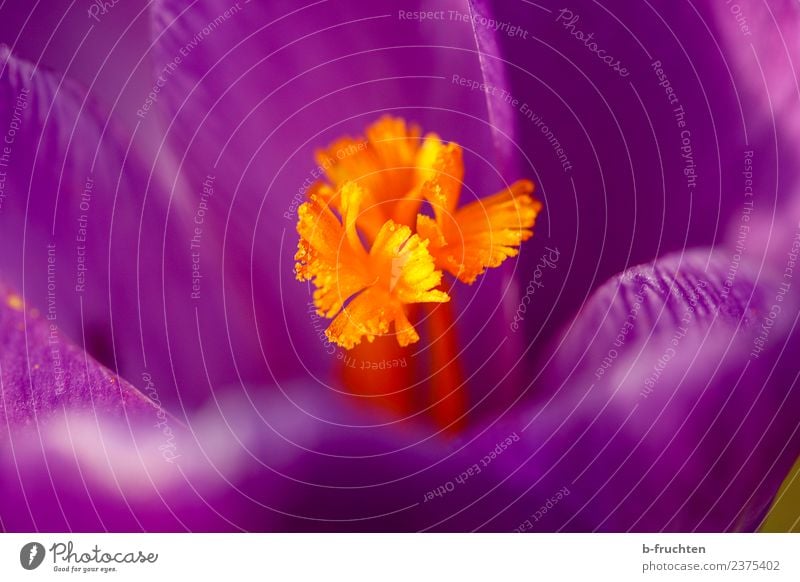 crocus Nature Flower Blossom Violet Orange Crocus Spring Beautiful Spring flower Spring crocus Garden Colour photo Exterior shot Close-up