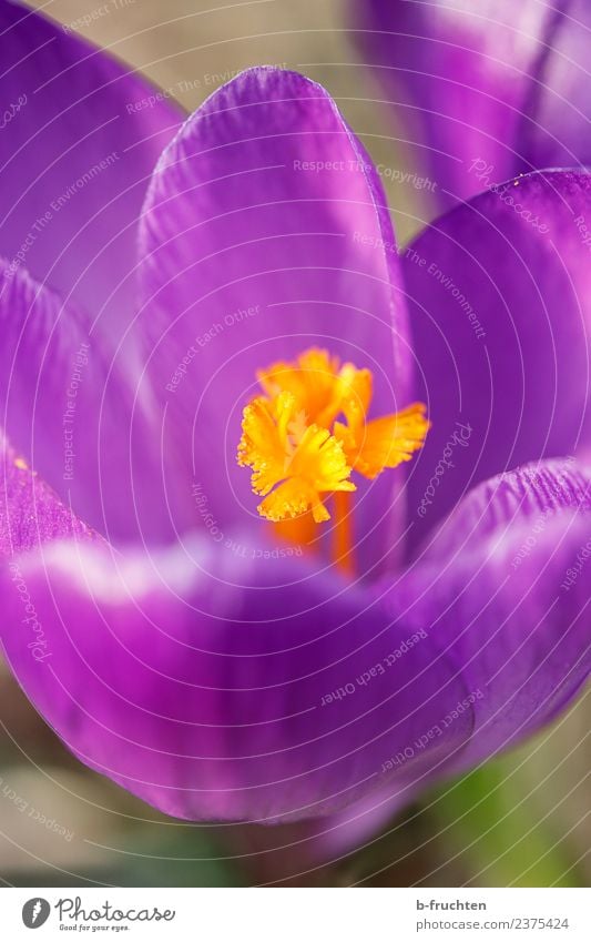 Crocus in detail Spring Plant Flower Blossom Blossoming Violet Orange Spring crocus Calyx Growth Exterior shot Deserted