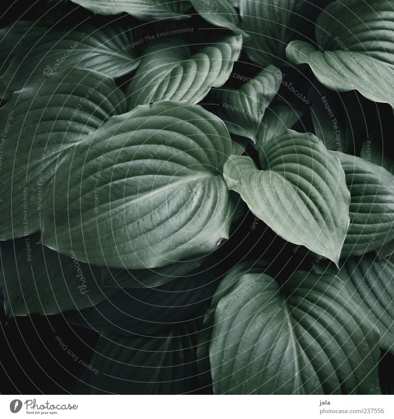 hostas Nature Plant Leaf Foliage plant Pot plant Herbaceous plants Esthetic Dark Hosta Flowering plants Colour photo Subdued colour Exterior shot Deserted Day