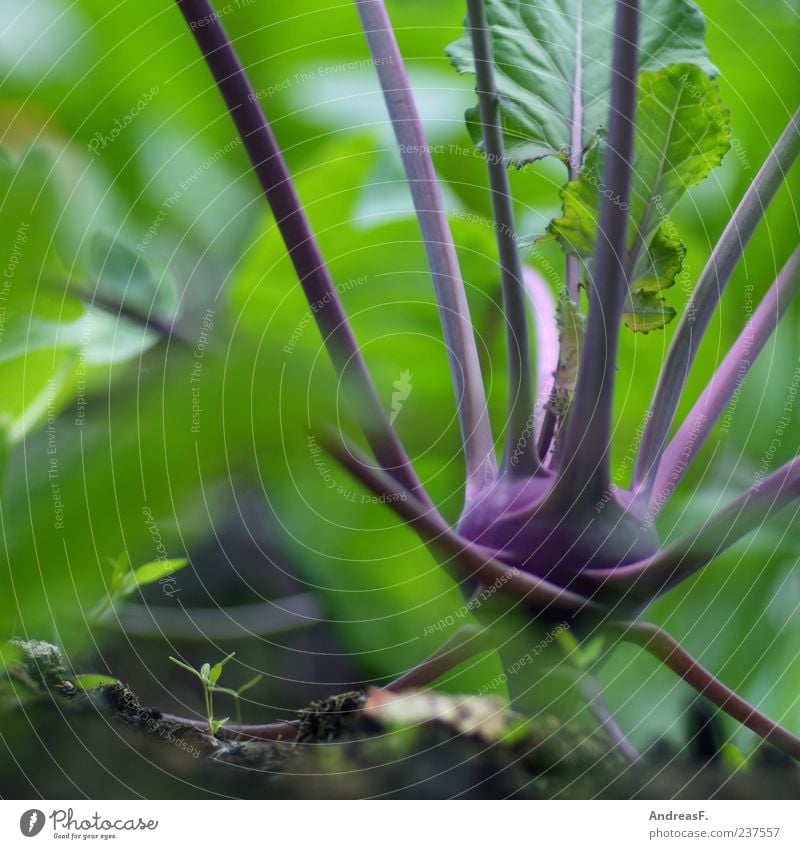 organic Food Vegetable Nutrition Organic produce Vegetarian diet Nature Green Violet Kohlrabi Biological Fresh Colour photo Exterior shot Close-up Detail