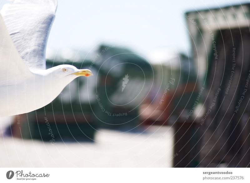 Fly, little bird Vacation & Travel Tourism Trip Freedom Summer Summer vacation Beach Ocean Island Environment Nature Water Cloudless sky Beautiful weather Coast