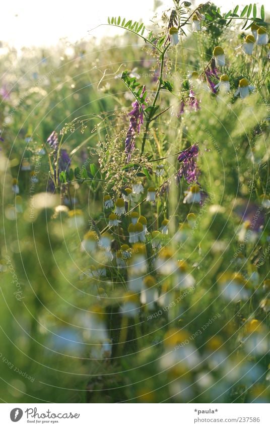 bumblebee paradise Nature Plant Summer Flower Grass Leaf Blossom Wild plant Camomile blossom Chamomile Meadow Natural Yellow Green Violet White Colour photo