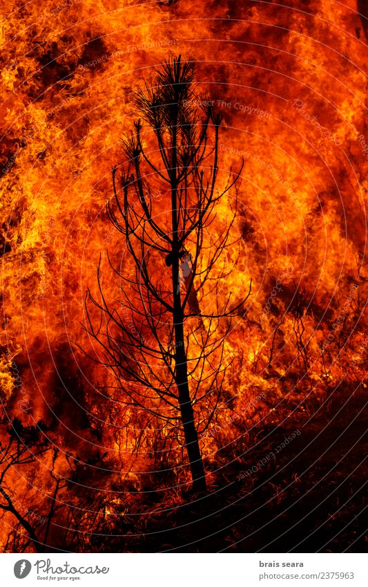 Forest fire Agriculture Forestry Environment Nature Landscape Fire Climate change Wind Tree Hot Natural Wild Orange Red Black Sadness Fear Horror Dangerous