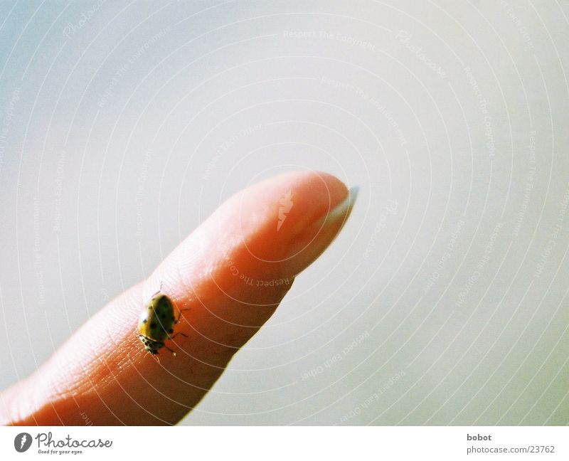 buggie Ladybird Fingers Small Insect Crawl Beetle Skin