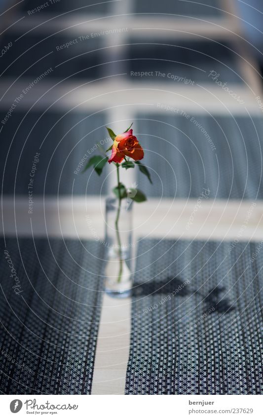 so lonely Plant Rose Blossom Foliage plant Stripe Thin Blue Red Arrangement Vase Glass Colour photo Interior shot Copy Space bottom Day Light Shadow Contrast