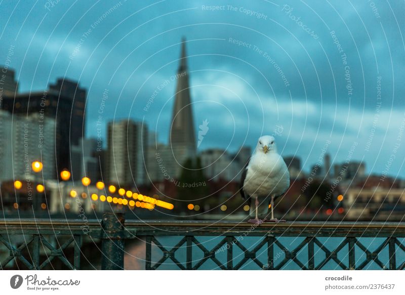 # 752 San Francisco Harbour Ocean Sunrise Jetty Seagull Bird Observe Calm Back-light Colour photo Light Loneliness Transamerica pyramid Skyline