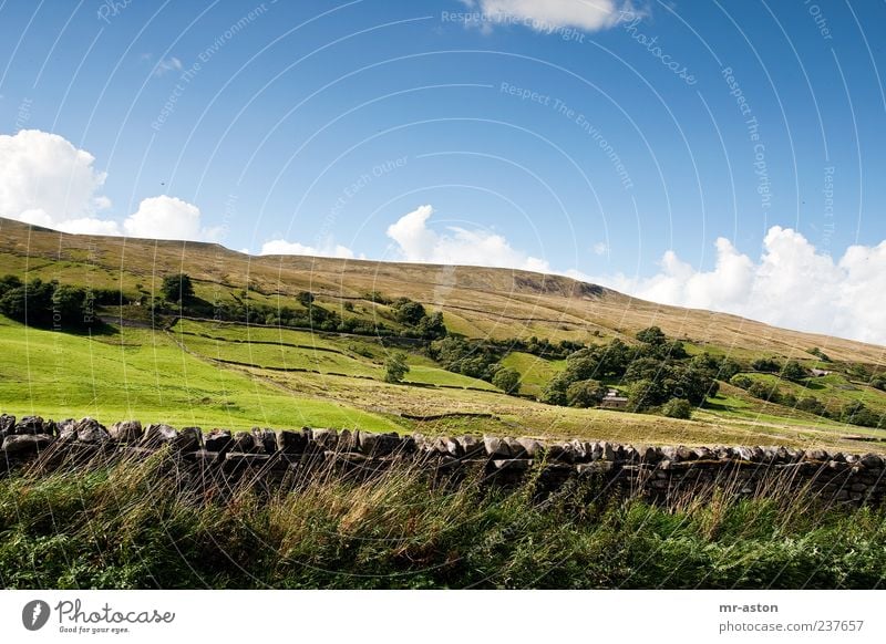 Behind the Wall Nature Landscape Plant Earth Sky Clouds Horizon Autumn Beautiful weather Tree Grass Bushes Wild plant Meadow Field Hill Bright Blue Green