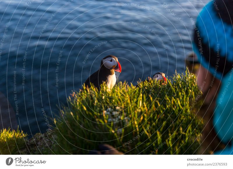 Puffin X látrabjarg Bird Back-light Midnight sun Iceland Cliff Rock Cute Orange Shallow depth of field Canyon Edge Feather Beak Ocean Atlantic Ocean Westfjord