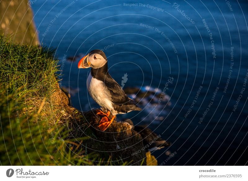 Puffin VIII látrabjarg Bird Back-light Midnight sun Iceland Cliff Rock Cute Orange Shallow depth of field Canyon Edge Feather Beak Ocean Atlantic Ocean