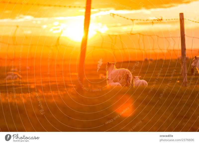 Mowing III Animal Sheep Lamb Herd Baby animal Animal family Serene Colour photo Subdued colour Exterior shot Twilight Light Contrast Sunrise Sunset Back-light