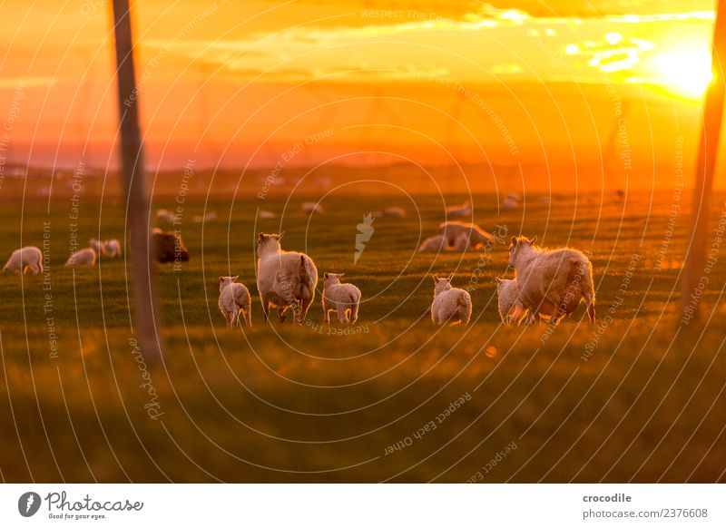 Mowing II Animal Sheep Lamb Herd Baby animal Animal family Serene Colour photo Subdued colour Exterior shot Twilight Light Contrast Sunrise Sunset Back-light