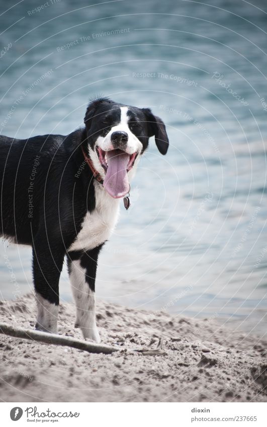 Why don't you get your own stick? Water Lakeside River bank Beach Animal Pet Dog Animal face Pelt Snout Tongue 1 Looking Playing Wait Retrieve Stick Sand