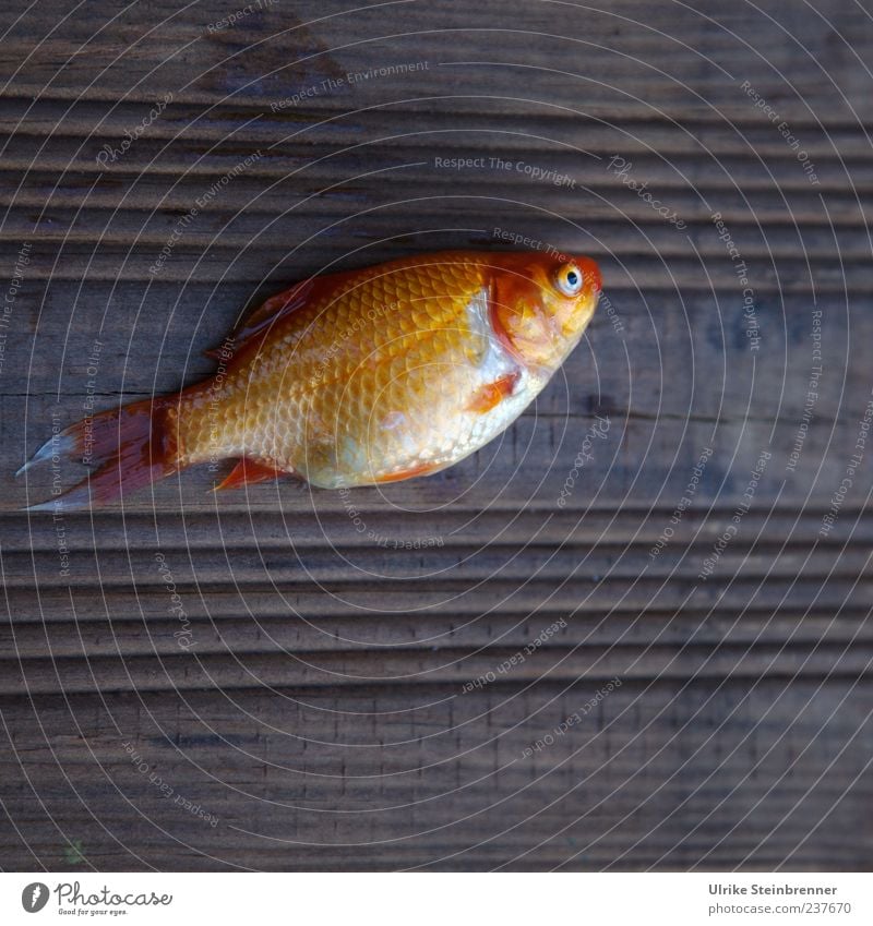 heat victim Animal Pet Dead animal Fish Scales Goldfish Carp Koi 1 Baby animal Lie Yellow Sadness Death Environment Joist Teak Sacrifice juvenile fish Beautiful