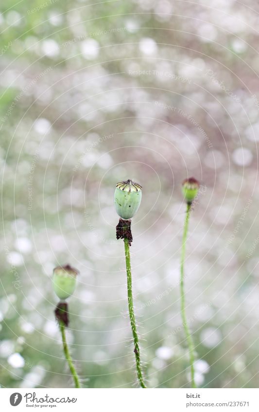 leafless poppy seed... Healthy Health care Wellness Well-being Senses Relaxation Calm Meditation Vacation & Travel Garden Feasts & Celebrations Valentine's Day