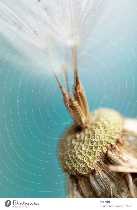 three hairs Nature Plant Flower Soft Dandelion 3 Close-up Macro (Extreme close-up) Detail Seed Shriveled Faded Colour photo Exterior shot Copy Space top