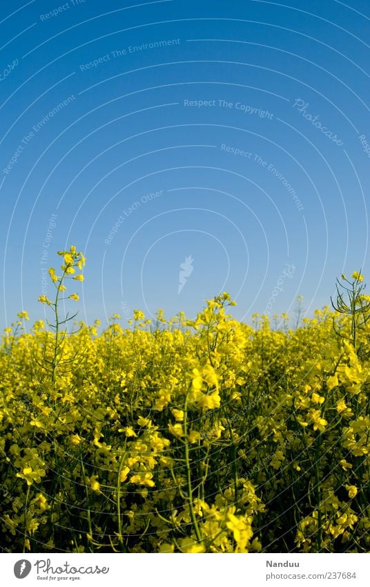 fuel field Summer Bright Cloudless sky Canola Field Blossom Yellow Bio-fuel E10 Blossoming Oilseed rape flower Oilseed rape cultivation Symbols and metaphors