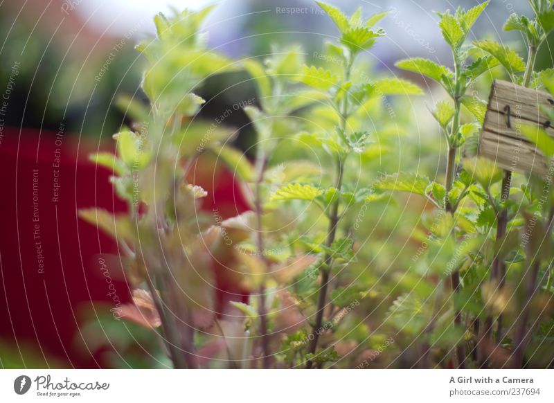 take me with you Garden Nature Plant Spring Beautiful weather Agricultural crop Mint Herbs and spices Fragrance Fresh Green Healthy Mint leaf Medicinal plant