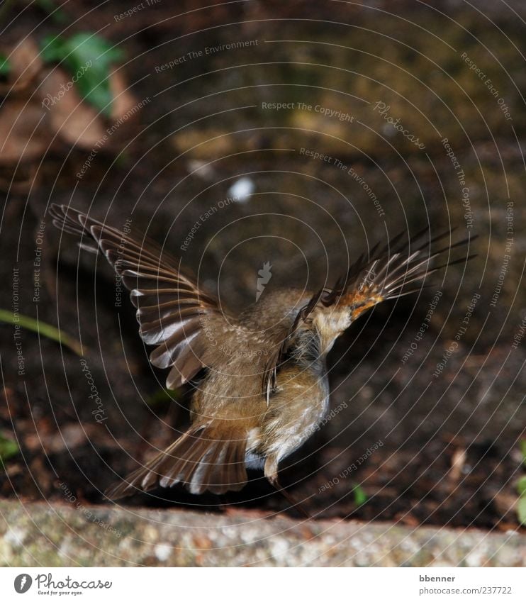 robin Environment Nature Animal Bird Robin redbreast 1 Flying Beautiful Colour photo Exterior shot Rear view Wing Brown Deserted Beginning Flight of the birds