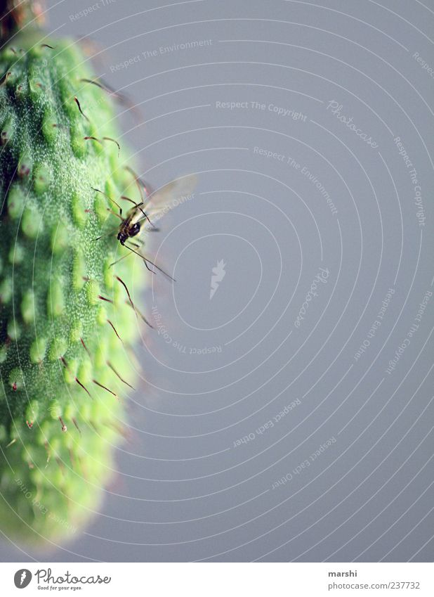 On a reconnaissance tour Nature Plant Animal Flower Fly 1 Small Green Poppy capsule Mosquitos Blur Detail Macro (Extreme close-up) Colour photo Exterior shot