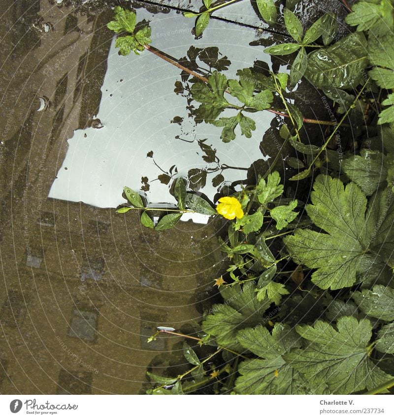 Reflection of houses Plant Water Drops of water Summer Wild plant House (Residential Structure) Building Apartment Building Wall (barrier) Wall (building)