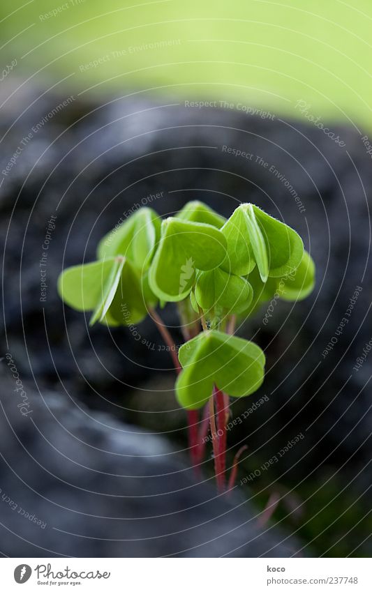 Sweet Environment Nature Plant Spring Summer Leaf Foliage plant Wild plant Clover Cloverleaf Stone Heart Growth Happy Small Natural Green Red Black Colour photo