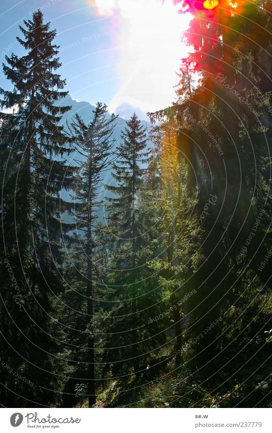 summer light Cloudless sky Sun Summer Beautiful weather Tree Spruce forest Forest Alps Mountain Chalk alps Karwendelgebirge Relaxation Illuminate Warmth