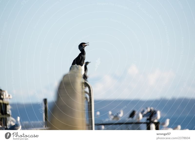 Cormorants sit on bridge railings Baltic Sea Ocean Animal Wild animal Bird 1 Group of animals Sit Wait Maritime Blue Black Bridge railing Restful Colour photo