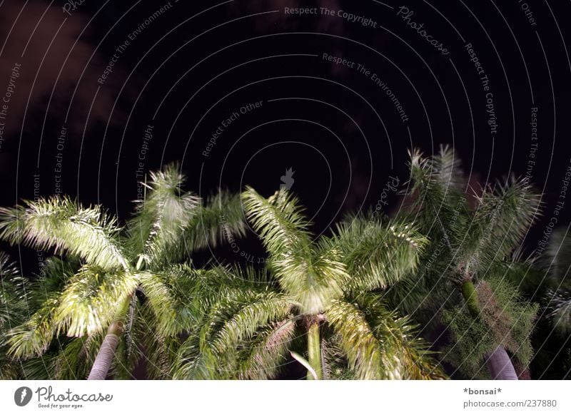 at night all palms are green Plant Night sky Tree Palm tree Coconut tree Movement Illuminate Growth Dark Exotic Large Tall Natural Wild Green Black Nature