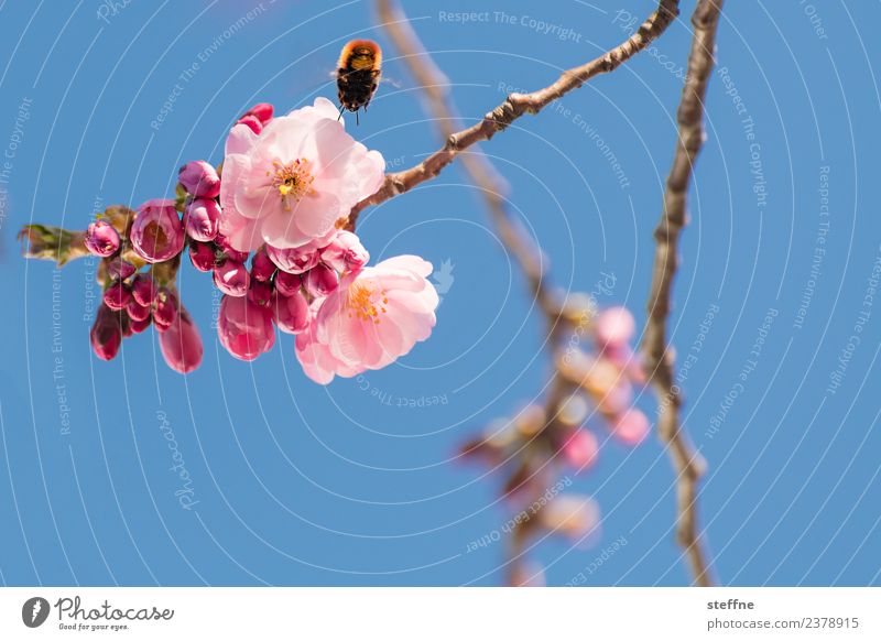 Cherry blossom vs. bumblebee Nature Plant Spring Beautiful weather Blossom Esthetic Exceptional pollination Sprinkle Propagation Bee Bumble bee