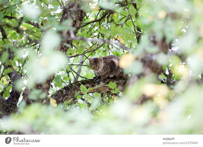 Cat sitting on a tree between leaves Pet Animal Baby animal Observe Discover Catch Hunting Looking Kitten Cat's head Climbing Tree Branch Leaf canopy Bushy