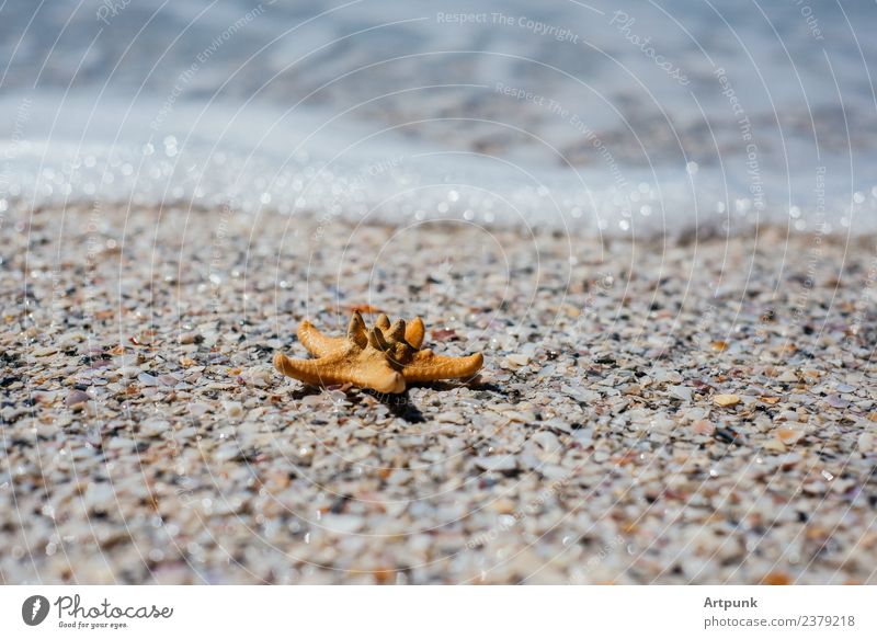 A starfish on the sand Starfish Animal Coast Summer Sand Ocean Surf Water Vacation & Travel sea foam Waves Seaside atmopshere Tropical