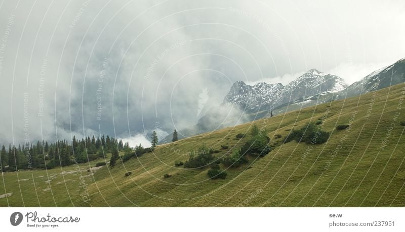 Where are the cows? Clouds Sunlight Summer Weather Beautiful weather Bad weather Meadow Forest Alps Mountain Chalk alps Karwendelgebirge Snowcapped peak Gray