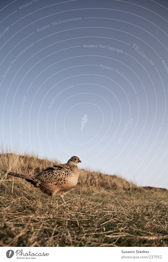 Spiekeroog, clear. Landscape Earth Wild animal Bird 1 Animal Rutting season Pheasant Pheasant family Dune Marram grass Subdued colour Exterior shot Detail