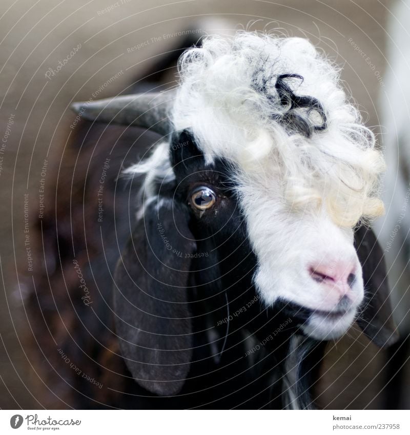 Hair slobber Hair and hairstyles Curl Animal Farm animal Animal face Pelt Zoo Petting zoo Goats Eyes Nose Ear Antlers 1 Looking Black White Trust