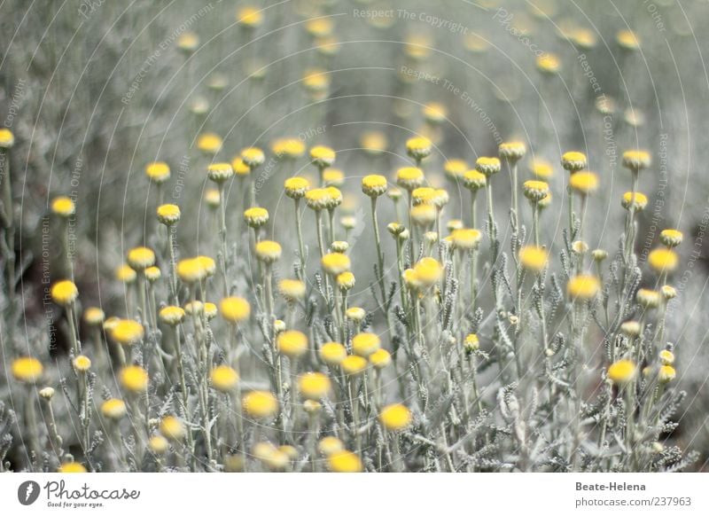 Mysterious yellow-flowering heron Nature Plant Beautiful weather Flower Foliage plant Blossoming Illuminate Esthetic Yellow Gray Green Moody Flowering plant