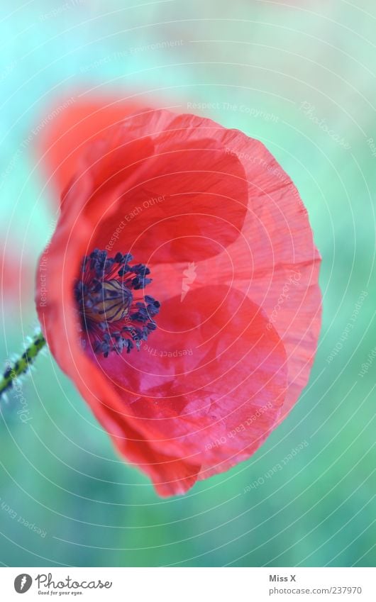 poppy Plant Spring Summer Flower Blossom Wild plant Blossoming Red Delicate Poppy Poppy blossom Poppy capsule Blossom leave Wrinkles Colour photo Multicoloured