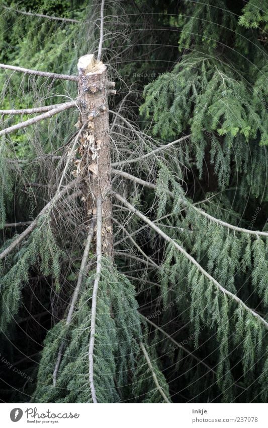 decapitated holder Forestry Agriculture Environment Summer Storm Tree Fir tree Pine Coniferous forest Fir branch Branch Tree trunk Wood Stand Dark Broken