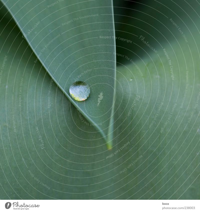 ... who wants to find pearls ... Elegant Beautiful Plant Drops of water Leaf Water Exceptional Fluid Glittering Wet Round Point Green Black White Esthetic