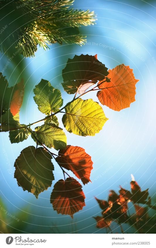 Colourful mixture Nature Sky Sunlight Spring Summer Autumn Leaf Twigs and branches Difference Fir branch Hazelnut leaf Maple branch Authentic Natural