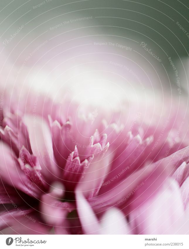 calyxes Nature Plant Flower Blossom Violet Pink Beautiful Blur Calyx Macro (Extreme close-up) Detail Near Colour photo Exterior shot Copy Space top