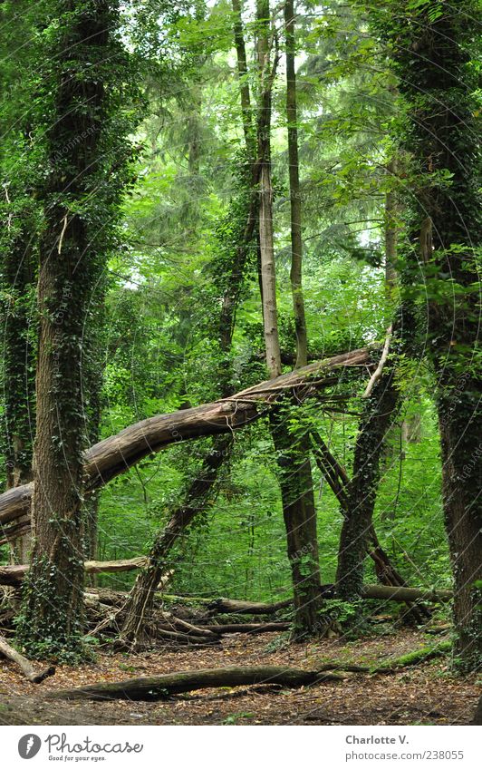 fallen down Environment Nature Animal Summer Beautiful weather Plant Tree Ivy Forest Virgin forest Deciduous forest Wilderness Fantastic Natural Brown Green