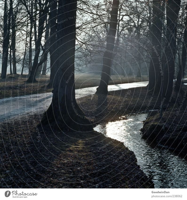 through the fog Environment Nature Elements Earth Weather Tree Grass Park Brook Dark Authentic Simple Cold Gloomy Moody Colour photo Exterior shot Deserted Day