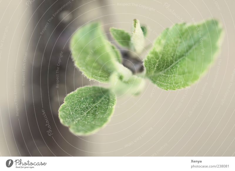 Hairy Green Plant Tree Leaf Gray Shoot Exterior shot Detail Macro (Extreme close-up) Deserted Day Blur 1