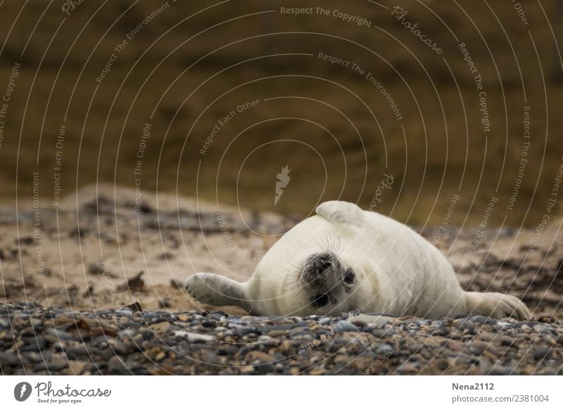 lazy Sunday... Environment Nature Animal Sand Coast Beach North Sea Baltic Sea Island 1 Baby animal To enjoy Seals Lie Helgoland Wild animal Gray seal Seal cub